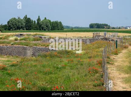 I Guerra Mondiale trincee noto come Dodengang (Trench di morte) circondato da papaveri. Situato vicino a Diskmuide, Fiandre, in Belgio Foto Stock