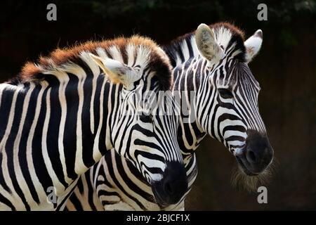 SYDNEY, AUSTRALIA - APRILE 2016; due zebre allo Zoo di Taronga Foto Stock