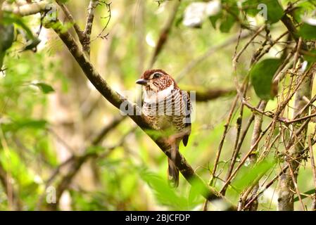 Rullo a terra a gamba corta (Brachypteracias leptosomus), arroccato in un brach. Parco Nazionale di Andasibe-Mantadia. Madagascar Foto Stock