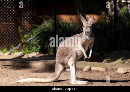 SYDNEY, AUSTRALIA - APRILE 2016; Kangaroo allo Zoo di Taronga Foto Stock