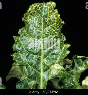 Virus della vena gialla necrotica della barbabietola (BNYVV) o sintomi del mosaico della rizomania sulle foglie di barbabietola da zucchero, Grecia Foto Stock