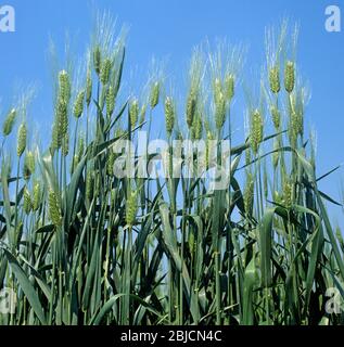 Grano Club (Triticum aestivum compactum) raccolto in orecchio contro un cielo blu, Grecia Foto Stock