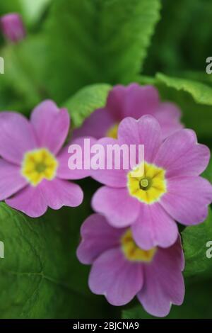 Primula viola con petali morbidi, stampe gialle e foglie verdi in giardino, Primavera viola primula macro, foto floreale, fotografia macro, foto di scorta Foto Stock