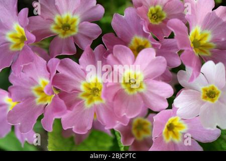 Primula rosa con petali morbidi, stampe gialle e foglie verdi in giardino, Primula macro primavera, foto floreale, fotografia macro, foto di scorta Foto Stock