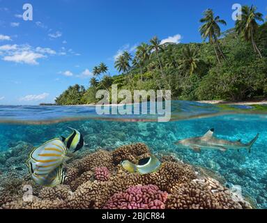 Polinesia Francese, barriera corallina con pesci colorati sottomarini e costa tropicale con vegetazione verde, vista su sotto l'acqua, oceano Pacifico Foto Stock