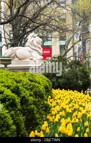 Statua del Leone in primavera, New York Public Library, Main Branch, New York Foto Stock