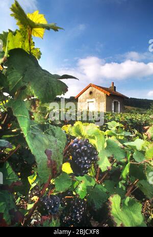 Uve Pinot Nero in vigneto Borgogna con vendemmiatori rustici rifugio in pietra sullo sfondo Bourgogne Côte de Beaune Francia Foto Stock