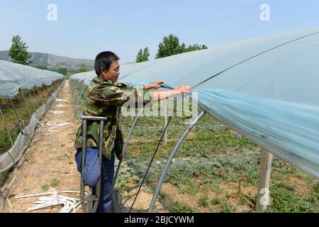 (200429) -- HEFEI, 29 aprile 2020 (Xinhua) -- Villager li Hua lavora alla sua serra di anguria nel villaggio di Feicun della contea di Xiaoxian, provincia di Anhui della Cina orientale, 23 aprile 2020. Li ha liberato la povertà con l'aiuto delle autorità locali. Le ultime nove regioni a livello di contea, colpite dalla povertà, nella provincia di Anhui, nella Cina orientale, sono state rimosse dall'elenco delle contee impoverite, secondo un annuncio pubblicato mercoledì dal governo provinciale. Ciò indica che tutte le 31 regioni a livello di contea impoverite dell'Anhui hanno scosso dalla povertà, nel mezzo degli sforzi del paese per sradicare Foto Stock