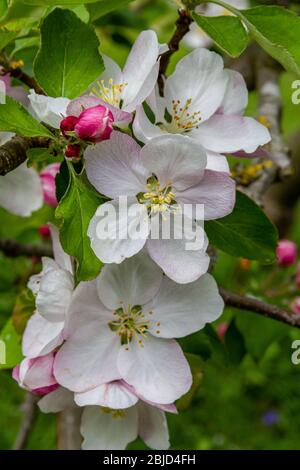 Apple Blossom Foto Stock