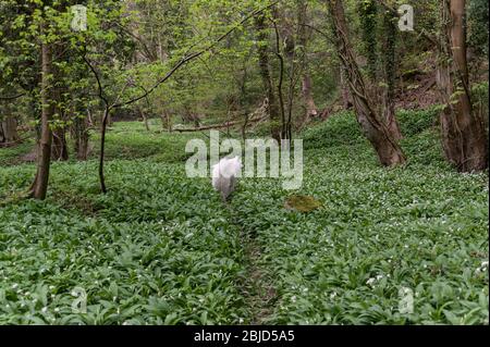Samoyed cane in foresta di primavera Foto Stock