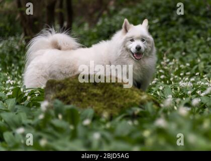 Samoyed cane in foresta di primavera Foto Stock