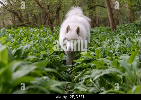 Samoyed cane in foresta di primavera Foto Stock