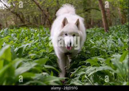 Samoyed cane in foresta di primavera Foto Stock