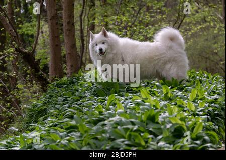 Samoyed cane in foresta di primavera Foto Stock