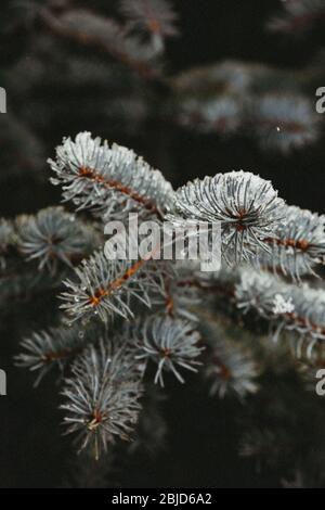 primo piano innevato e bagnato di rami di abete blu con aghi Foto Stock