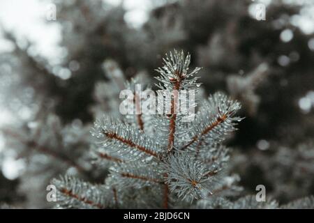 aghi blu di abete bagnati e nevosi su rami arancioni in inverno Foto Stock
