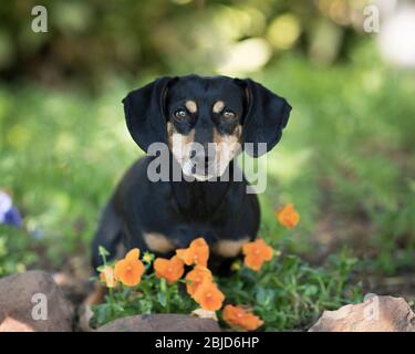 Il dachshund nero e marrone chiaro focalizzato fa contatto visivo con la fotocamera dal giardino e un tocco di panties arancioni all'aperto Foto Stock