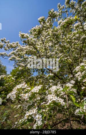 Fiore biancospino comune / biancospino onesco / biancospino monoseinato / mayblossom (Crataegus monogyna) che mostra fiori bianchi in primavera Foto Stock