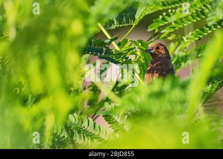 Muni scottata - Lonchura puntulata, bel piccolo uccello bruno che percola dalle foreste e dai boschi del Sud-Est Asiatico, Pangkor, Malesia. Foto Stock