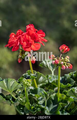 Geranio rosso / pelargonio / storksbill (specie Pelargonio) in fiore in giardino in primavera Foto Stock