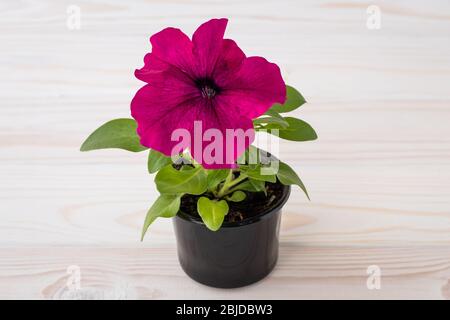 Un fiore petunia rosa in vaso nero su sfondo legno chiaro asse, il concetto di giardinaggio Foto Stock