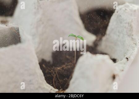 Piccoli platelli che crescono in scatola di uova di pollo in cartone in suolo nero. Rompere il bicchiere di carta biodegradabile e piantare nel terreno all'aperto. Riuso. Semina Foto Stock