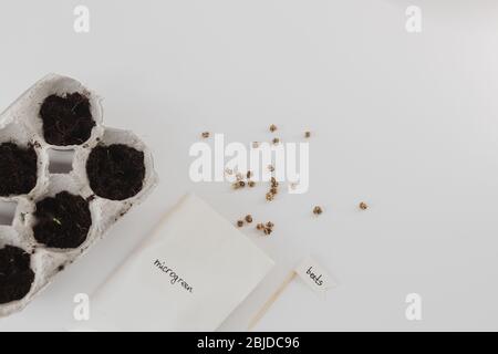 Piccoli platelli che crescono in scatola di uova di pollo in cartone in suolo nero. Rompere il bicchiere di carta biodegradabile e piantare nel terreno all'aperto. Concetto di riutilizzo Foto Stock