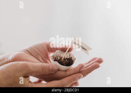 le mani della ragazza della donna tengono le uova cute con i semi del micro verde della pianta Foto Stock
