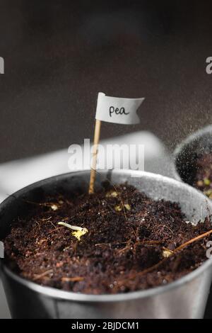 Semina di semi di piselli micro verdi. Piove. rainbow. Piantò i semi di piante di micro verdi nel paese. Nutrizione sana e vitamine naturali. Hobby a casa per il Foto Stock