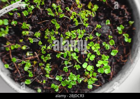 Giardinaggio urbano, verdure crescenti a casa, Arucola piante del bambino. Alimento eccellente sano substrato di cocco Foto Stock