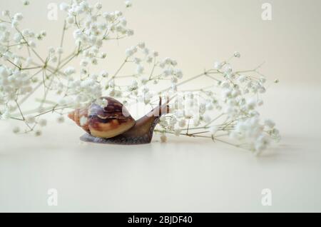 Achatin marrone scuro con una conchiglia a spirale si striscia tra i bellissimi fiori bianchi in una giornata luminosa e limpida. Estrema ravvicinato su muco macroricante e anti-agina Foto Stock