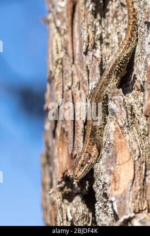 Lucertola vivipara - Zootoca vivipara - si siede capovolta su un pino - Pinus sylvestris Foto Stock