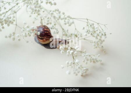 Achatin marrone scuro con una conchiglia a spirale si striscia tra i bellissimi fiori bianchi in una giornata luminosa e limpida. Estrema ravvicinato su muco macroricante e anti-agina Foto Stock