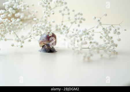 Achatin marrone scuro con una conchiglia a spirale si striscia tra i bellissimi fiori bianchi in una giornata luminosa e limpida. Estrema ravvicinato su muco macroricante e anti-agina Foto Stock