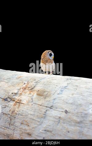 Gufo bianco, Ptilopsis granti con fondo nero Foto Stock