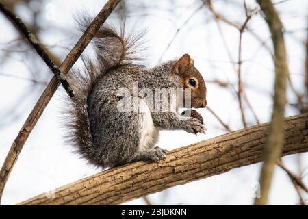 Uno scoiattolo rosso si trova su un ramo di albero ed esamina un boccone prima di metterlo via per l'inverno Foto Stock