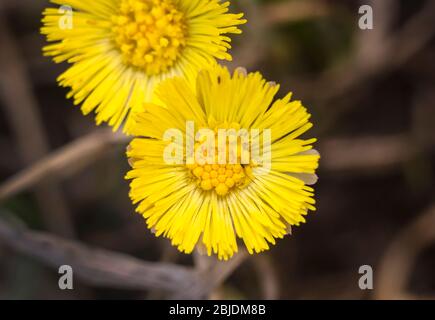 Primo piano fiore giallo brillante. Foto macro. Primavera Estate. Foto Stock