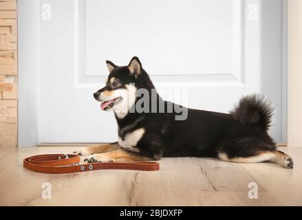 Shiba Inu cane sdraiato vicino porta a casa Foto Stock