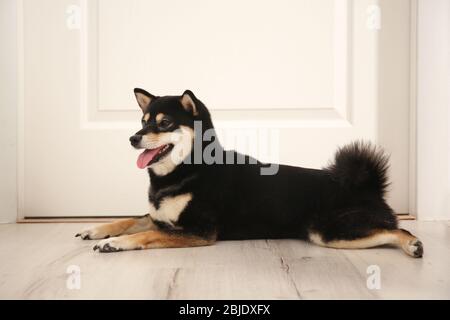 Shiba Inu cane sdraiato vicino porta a casa Foto Stock