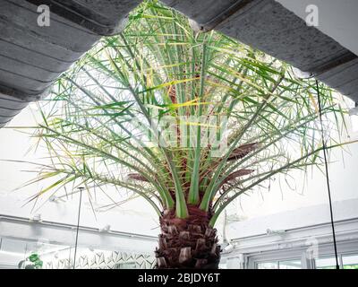 Palme tropicali sotto il tetto all'interno dell'edificio bianco. Foto Stock