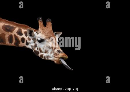 Giraffa carina con testa sparata con lunga lingua distesa isolata su sfondo nero. Foto Stock