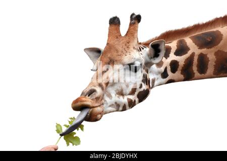 Giraffe mangiare foglia verde dalla mano umana. Sfondo bianco. Foto Stock