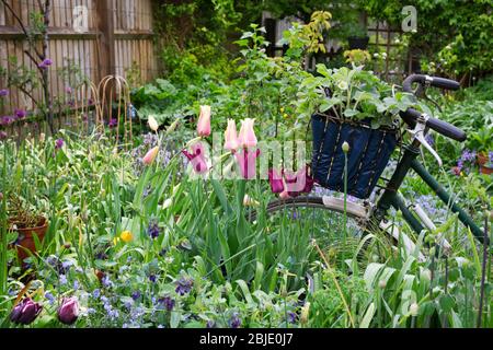 Piccolo giardino cottage in primavera. Foto Stock