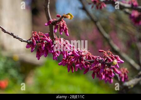 Bocciolo viola di Judas o redbud europeo (Cercis siliquastrum L.) in primavera. Giardini di Boboli, Firenze, Toscana, Italia Foto Stock