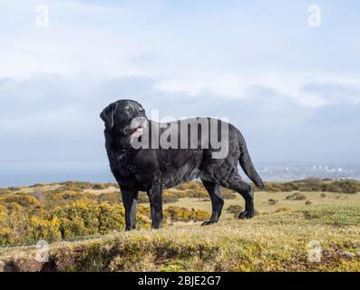 Vecchio cane in campagna Foto Stock