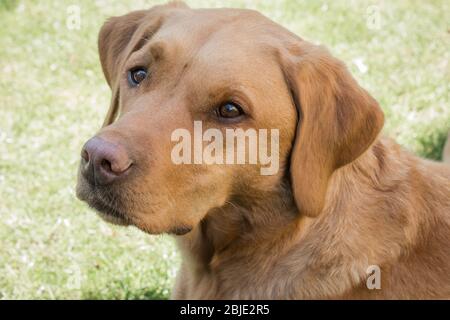 Il profilo e la testa e le spalle di un sano e forte cane da compagnia Fox Red Labrador Retriever seduto all'aperto Foto Stock