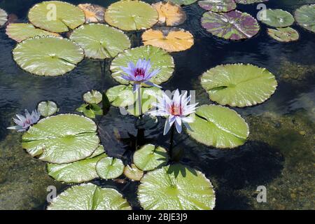 Primo piano di gigli d'acqua viola e ninfee in uno stagno all'aperto Foto Stock