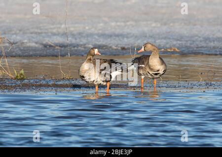 Coppia di Oce bianche o con speckle Belly Foto Stock