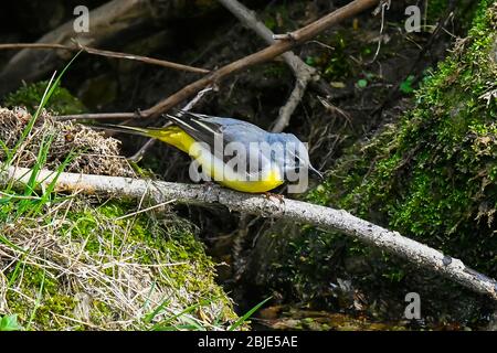 Bridport, Dorset, Regno Unito. 29 aprile 2020. Meteo Regno Unito. Un Gray Wagtail seduto su un ramo vicino alla riva del fiume Asker a Bridport a Dorset in un pomeriggio di sole frizzante. Credito immagine: Graham Hunt/Alamy Live News Foto Stock