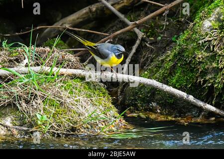 Bridport, Dorset, Regno Unito. 29 aprile 2020. Meteo Regno Unito. Un Gray Wagtail seduto su un ramo vicino alla riva del fiume Asker a Bridport a Dorset in un pomeriggio di sole frizzante. Credito immagine: Graham Hunt/Alamy Live News Foto Stock